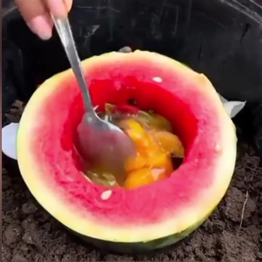 Growing mango cutting in water melon #garden #mangoes #pottedgarden #mangoseason | Violita Padayon