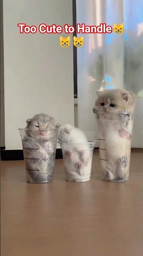 ☕🐾 “Cup Cat Challenge: When You’re Too Cute to Handle!”