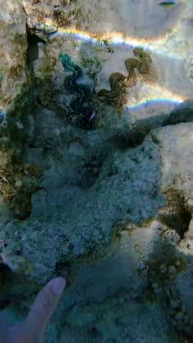 That Clam! Shell Also Massive