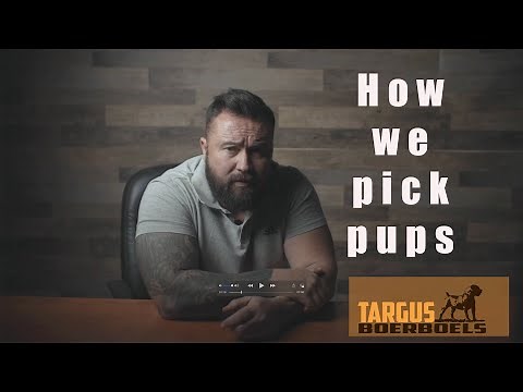 How we pick our pups at ~Targus Boerboel Kennels