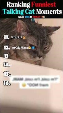 Ranking The Funniest Talking Cat Moments! 😹