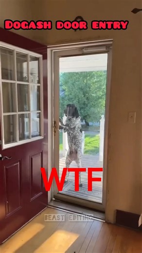 #phonk #goku #capdragon #funny #funny #anime #automobile #anime #dragoball #dragonballz #respect