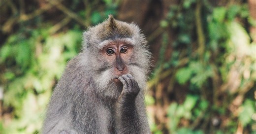 Banned Twitter accounts: 62K restored; only one CSAM monitor left