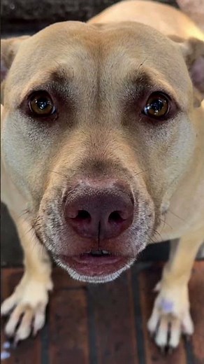 How to teach dog to speak?