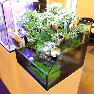 ► Forest bonsai paludarium ◄ © Video: Filipe A. Oliveira | Aquarien Deutschland