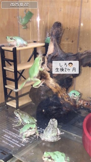 木登り上手な生後4ヶ月の子ガエル軍団！個々の特徴が出始めました #アマガエル #ペット #shorts