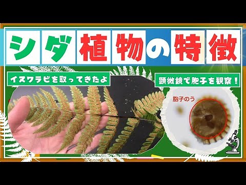 [Junior High School Science] Characteristics of Ferns! Let's take a look at the spores of the bra...