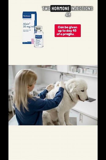 Accidental Dog Breeding? Here’s what to do next.