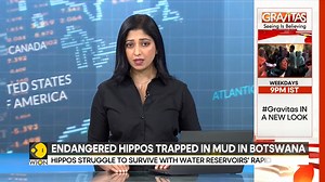 Herds of endangered hippos trapped in mud in drought-hit Botswana Esha Hanspal tells you more Watch more at wionews.com/videos | WION