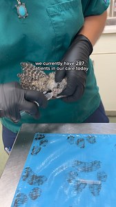 37 reactions · 5 comments | Common Nighthawk Intake Exam This...