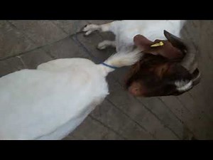 small goat Semen collecting.....