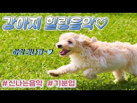 강아지 신나는 힐링음악🎵 11시간 연속재생 / 분리불안해소, 기분업, 스트레스해소 외출시 틀어주세요! (healing music, puppy music)