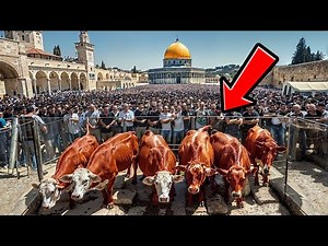 VACHE ROUGE ARRIVE EN ISRAËL - La Construction du Troisième Temple Va Bientôt Commencer