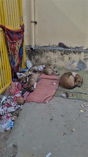 this dog is on attack mode 😨#germanshepherds #gsd #gsds #dachshundpuppy #doglove #dangerdog