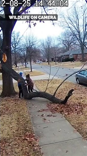 Falling Tree Nearly Hits Family Walk
