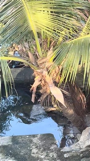 Ancient Eyes, Silent Steps: A Water Monitor’s Hidden World 🦎#watermonitor.#reptiles#monitorlizard