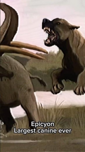 The largest extinct versions of today’s animals #prehistoric #extinctanimals