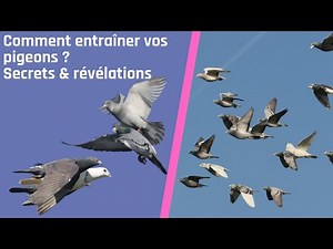 How to train pigeons? Secrets and revelations