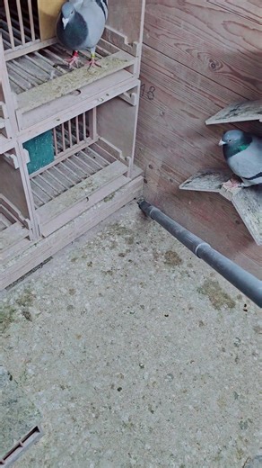 I clean my pigeon loft with a vacuum cleaner while the pigeons stay inside. The pigeons are not afraid because they are used to the noise. I move calmly and slowly so they remain relaxed. First, I vacuum the floor and remove dust, feathers, and dry droppings. Then I clean the corners, under the perches, and the nest boxes. With the vacuum cleaner, I can work very thoroughly without stirring up much dust. The pigeons stay calm and sit quietly in their places. After vacuuming, I air out the loft w