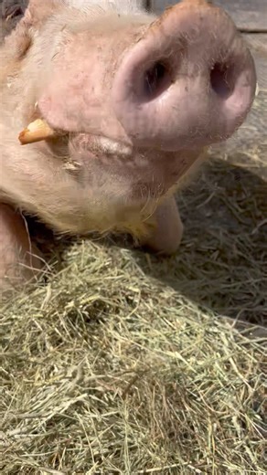 27K views · 2.4K reactions | The celebration continues. Pineapple ...