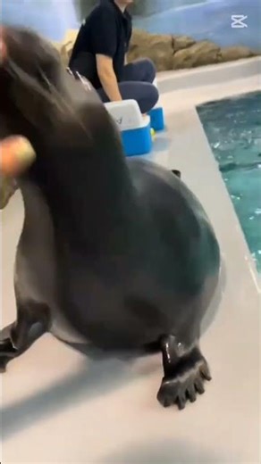 Cc: créditos al creador,video no mio