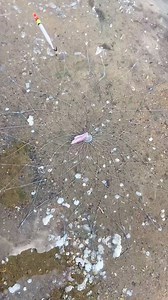 1.5M views · 7.2K reactions | Fish Net Trap | GIGadgets | Facebook