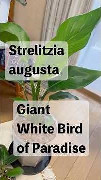 Repotting Strelitzia Augusta 🌿
