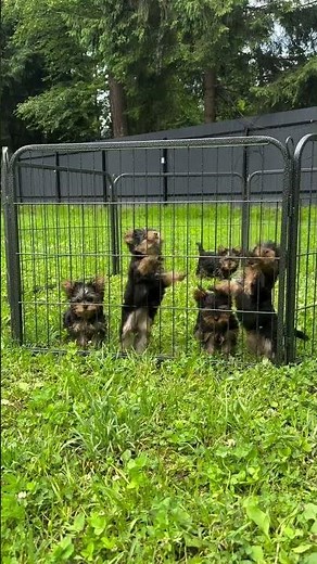 Meet these adorable Yorkie puppies! Watch them play, cuddle, and show off their sweet personalities.