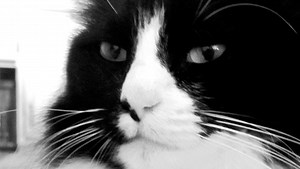 Henri the Cat's owner talks about video festival, Internet cats