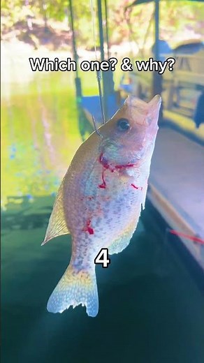 Which bait you rocking?💀🎣 #fishing #quickcatchandrelease #fishtok