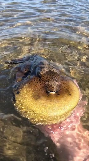 Fish are cool, dont let anyone tell u otherwise 🙏 #fish #fishing #animals #nature #fyp #foryou #ocean