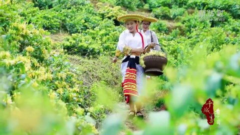 千城百县看中国｜湖南隆回：金银花开