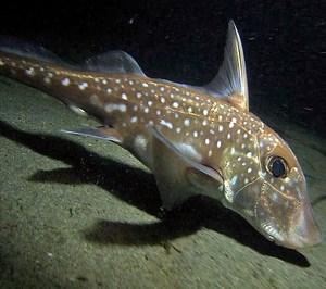 Spotted ratfish - Alchetron, The Free Social Encyclopedia