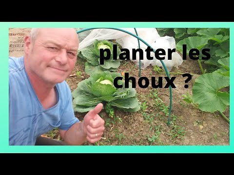 comment planter les choux et éviter les chenilles !!!