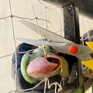 Entangled parrot gets rescued just in time! 🦜 | MetDaan Animals