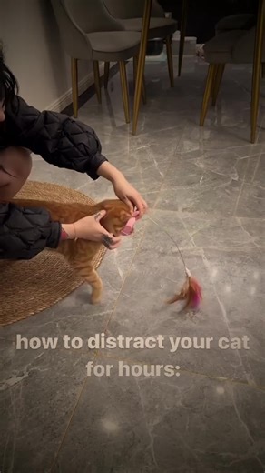 Your cat should be separated from dogs treated with permethrin flea products for 12-24 hours Wet permethrin on dog fur can transfer to cats through contact or mutual grooming before drying CatCog | @cat.cognition #catcog #catfacts #catsoftiktok #cathealth #cathealthtips