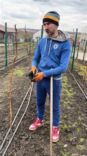 The best fertilizer for raspberries #garden #raspberry #fertilizer #spring