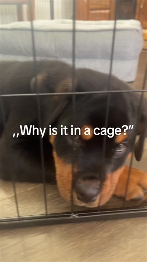 Understanding Animal Behavior: Why Animals Are Caged