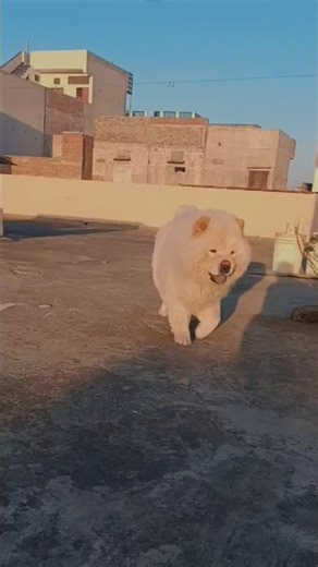 Hlo Daisy💕 #pets #dogshorts #viralshort