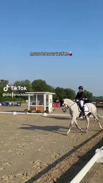 ob er sich beim nächsten Turnier mehr Mühe gibt?😂 #fail #horse #turnier #turnierpferd #fyp #funny #funnyhorsevideo #equestrian #equestrianproblems #dressur #springen #mitteltrab
