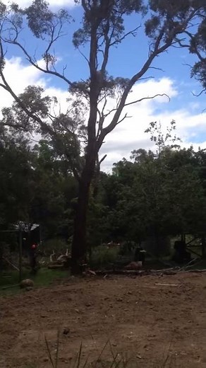 Cutting Down A Large Tree With Slight Back Lean Using Felling Wedges