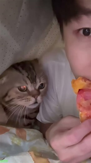 Funny Cats 2025 🐱 Cat Fight 😅 # Episode 2944