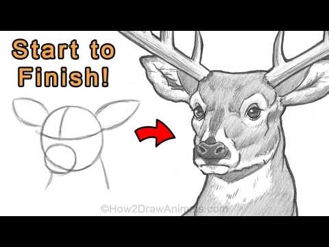 Easy Way to Draw a Deer in Pencil (Step-by-Step)
