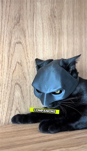 The Truth About Black Cats 🐈‍⬛ (Myths vs Reality) 🖤