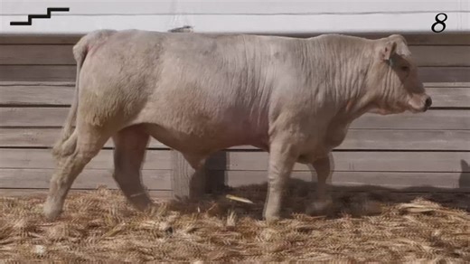 Lot 8 - Cross Charlie 5359 P: Staircase Charolais & Red Angus - Annual Bull Sale