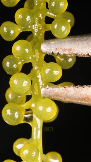 Satisfying popping sounds you can’t stop watching