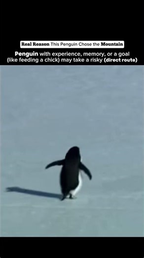 Pengoin Walk Straight Here's why 🐧🤯