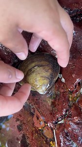 Finding and catching pearls shell under water | Brian Freeman A