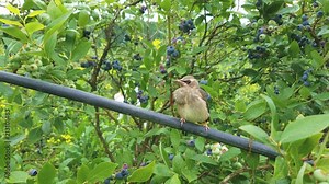 Bohemian waxwing wondering in a blueberries farm after plucking a blueberry compilation of 4 shots, long/medium/close up