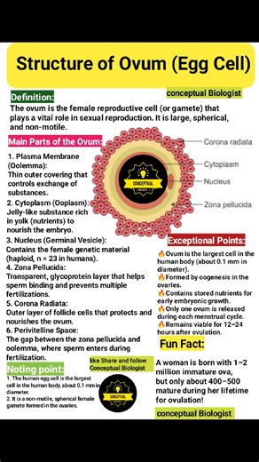 Structure of ovum 🥰 | Conceptual Biologist